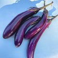 Eggplant/brinjal long (250 gm) next day delivery