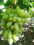 Grapes(250 gm) next day delivery