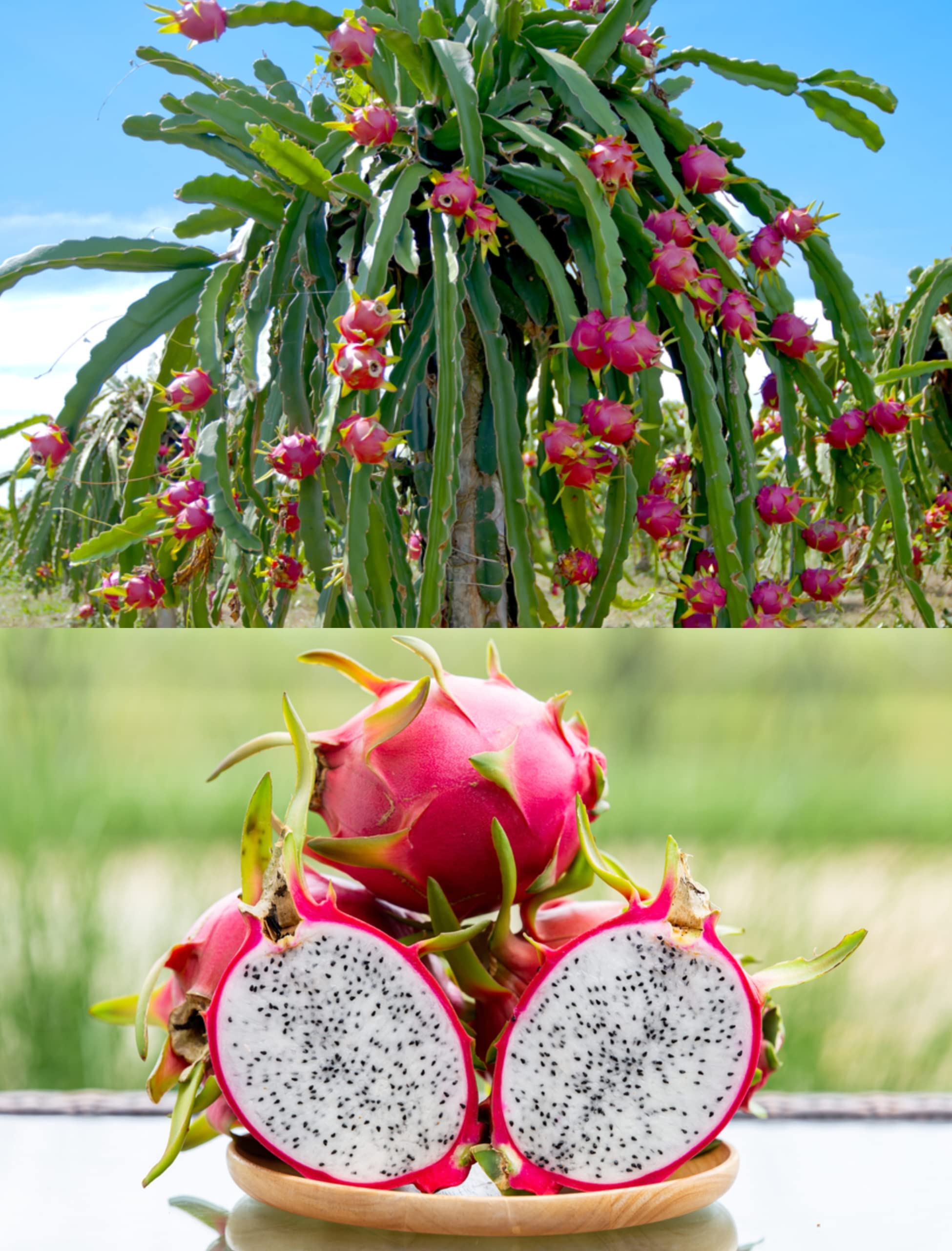 Dragon fruit/ next day delivery