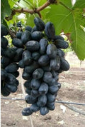 Black grapes (250 gm) next day delivery
