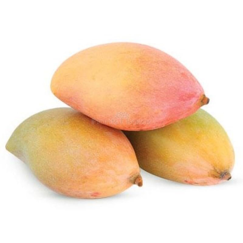 Totapuri mango 1 kg