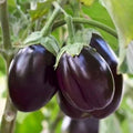 Brinjal bharta (400-600 gm) next day delivery