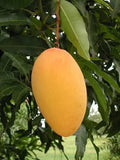 Mango 1 kg