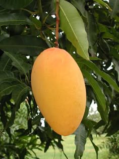 Mango 1 kg